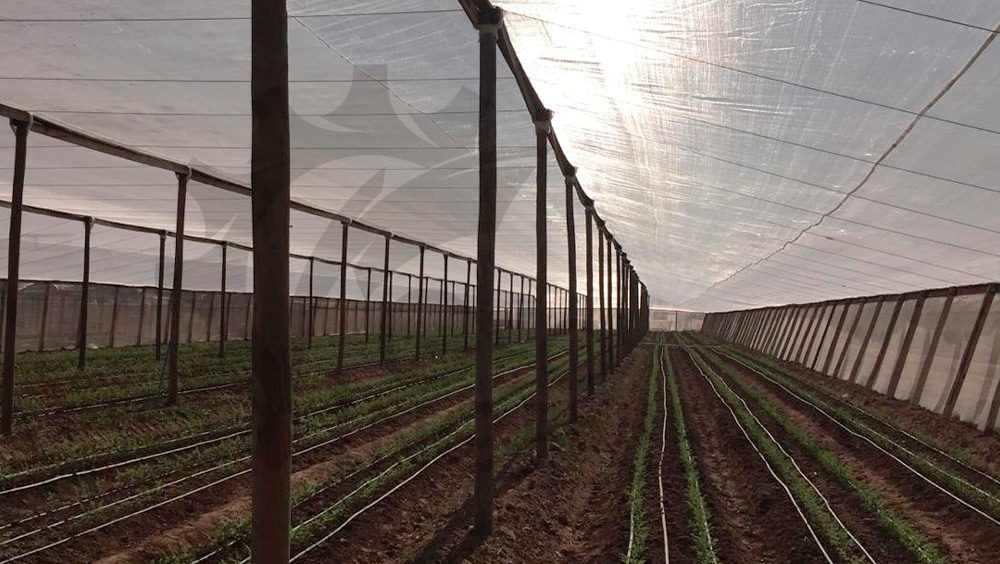 La Malla Antiáfida en la Agricultura Peruana